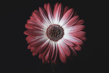 Colorful Red Gerbera Daisy Flower