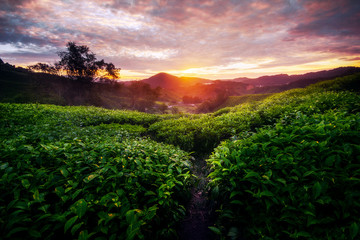 tea plantation