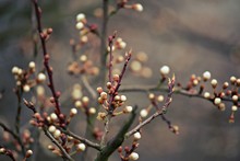 Close-up Of Flower Buds Growing Outdoors
