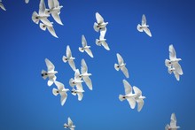 Low Angle View Of White Pigeons Flying Against Clear Blue Sky