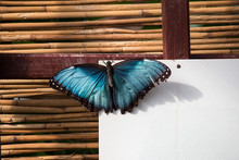 Close-up Of Blue Butterfly On Window