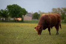 Red Angus Cattle