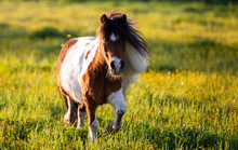 Cute Mini Horse