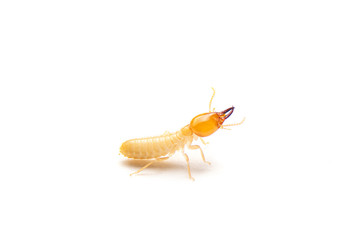 Close up of the Small termite on white background. Side view of the white ant isolate on white background.