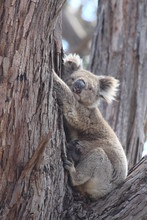 Portrait Of Koala Bear Sitting On Tree
