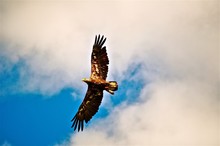 Low Angle View Of Bird Flying Against Cloudy Sky