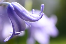 Close-up Of Bluebell Flowers Blooming At Park