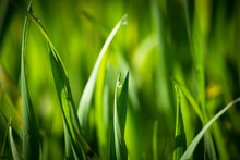 Close-up Of Water Drops On Grass Against Blurred Background