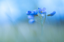 Close-up Of Blue Flowers Growing Outdoors