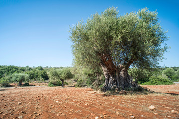 Olive trees in plantation