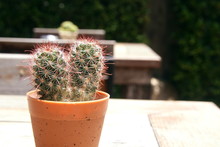 Lady Finger Cactus In Light Brown Pot On Bright Floor And Blur Wood Table In Park Background.