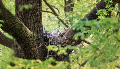 Eurasian Eagle Owl Bubo Bubo sitting sitting on a nest in the tree crown with cubs and guarding, wildlife photo.