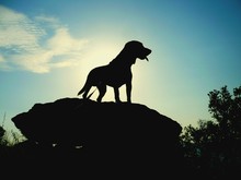 Silhouette Beagle Standing On Rock Against Sky