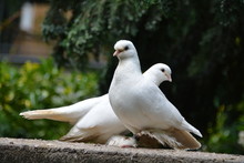 Close-up Of Doves Perching On Railing