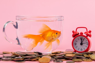 Coin, Red alarm Clock and Gold fish inside a bowl . Time is money Concept, Business Concept. 