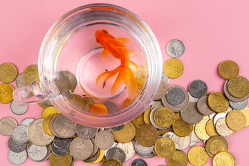 Coin, Red alarm Clock and Gold fish inside a bowl . Time is money Concept, Business Concept. 