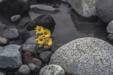 Close-up Of Yellow Flowers Amidst Rocks In Water
