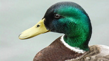 Close-up Of Mallard Duck Outdoors