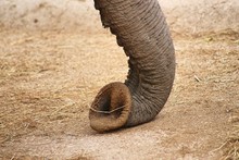 Elephant Trunk On Field