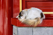 A Grimy Homeless White Fluffy Cat With Red Tail Is Sleeping Against A Red Wall With A Golden Ornament