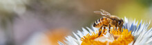 Panoramic View Of Honey Bee On Flower
