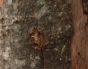 Wood texture cracked, The tree died drought