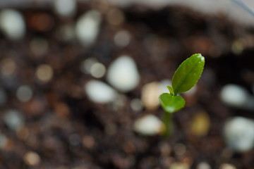 Green Lemon sprout growing from the ground