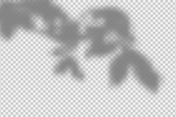 Leinwandbilder - Shadow overlay effect. Transparent overlay shadow from leaves, branches, plant and foliage. Realistic soft light effect of shadows and natural lightning on transparent background. Vector.