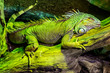 Single Green Iguana lizard - latin Iguana iguana - known also as American iguana natively inhabiting South America, in an zoological garden terrarium
