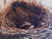 Close-up Of Birds Sleeping In Nest