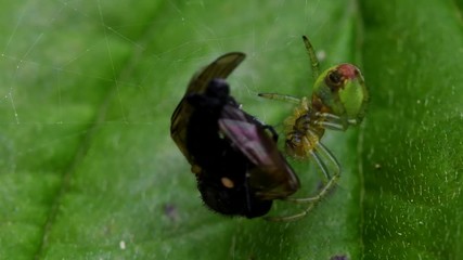 Cucumber Green Spider or Cucumber Green Orb Spider in his environment. Her Latin name is Araniella cucurbitina.