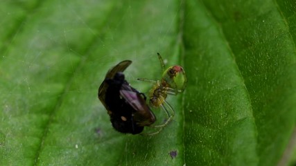 Cucumber Green Spider or Cucumber Green Orb Spider in his environment. Her Latin name is Araniella cucurbitina.