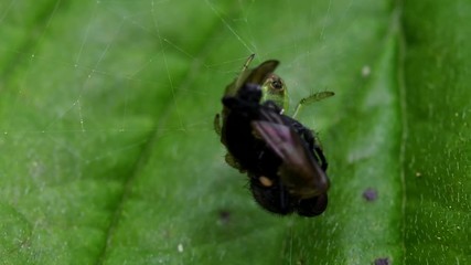 Cucumber Green Spider or Cucumber Green Orb Spider in his environment. Her Latin name is Araniella cucurbitina.