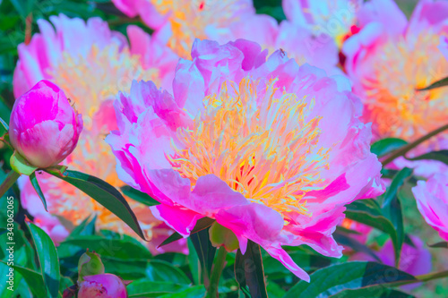 Beautiful pink peonies in the garden.