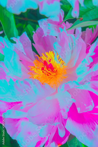Beautiful pink bright color peonies in the garden.