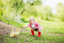 Pretty Fair-haired Blue-eyed Toddler Girl In Pink Plaid Shirt, White T-shirt, Blue Denim Jeans Shorts And Stylish Red Robber Boots Walking In The Farm Park With Ducks And Ducklings