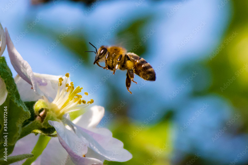 Honey bee, pollination process - obrazy, fototapety, plakaty 