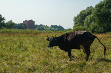 Dark brown cow grazes in the meadow. The ruins of the mill destroyed during World War II in the background. Natural landscape. Yuryatino (village in Kaluga Oblast), Russia.