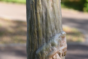 Sticker - Crape myrtle trunk and bark / Lythraceae deciduous tree