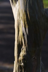 Sticker - Crape myrtle trunk and bark / Lythraceae deciduous tree