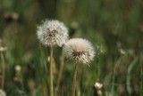 Fototapeta Dmuchawce - White fluffy dandelions in the field, dandelions fly in the wind