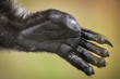 © sebastianosecondi - Hand of a Black and White Ruffed Lemur close up - Varecia variegata