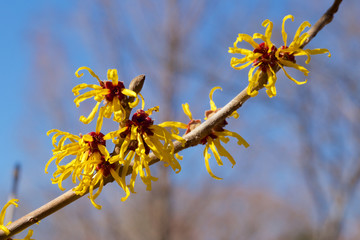 Witch hazel that yellow beautiful flowers bloom early spring.