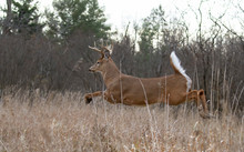 White-tailed Deer Buck Jumping Through The Air After A Doe In The Forest During The Rut In Canada