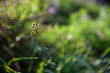 spider web in the morning