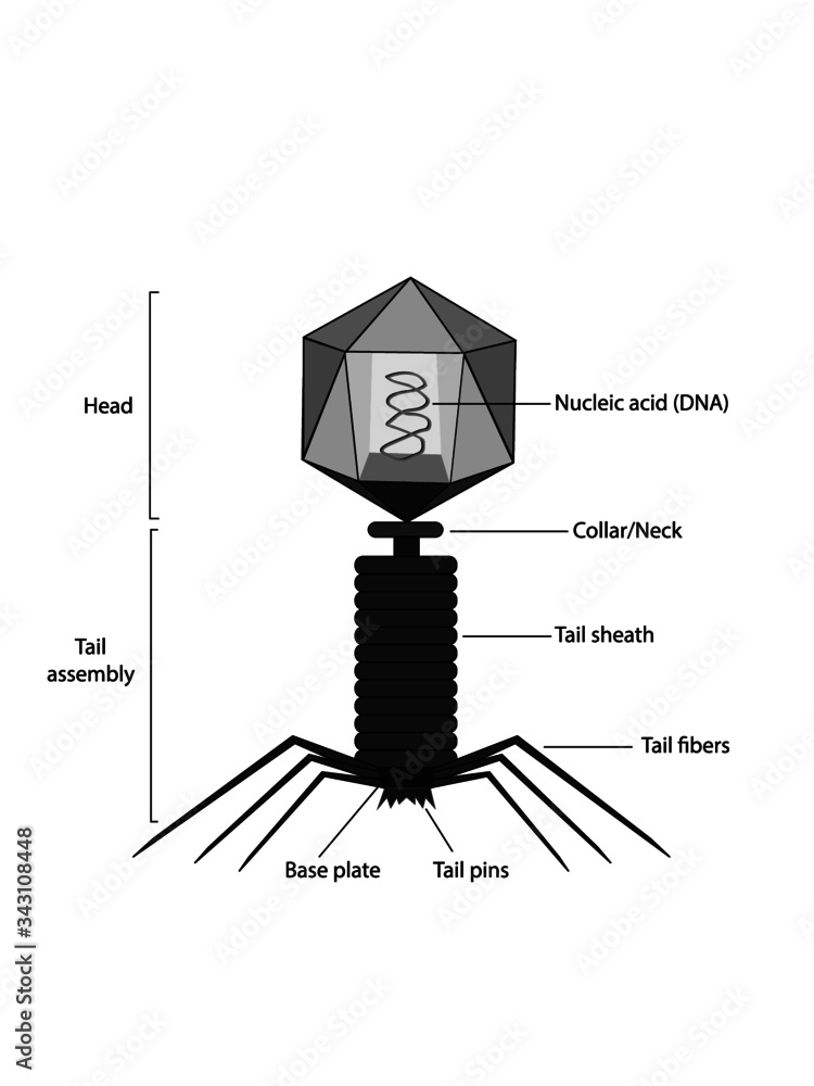 Structure of bacteriophage Stock Vector | Adobe Stock