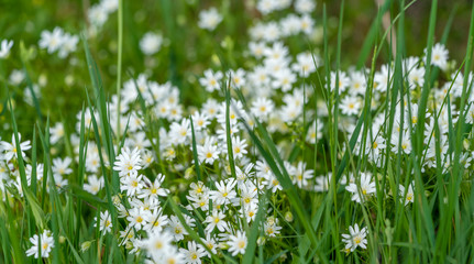 Poster - starwort flowers