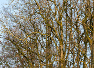 Poster - natural forest detail