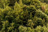 Fototapeta Las - Wald von Oben. Baumkronen.