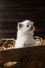 Little White Kitten In A Wooden Box